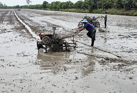 Chủ động giải pháp để sản xuất lúa hè thu thắng lợi