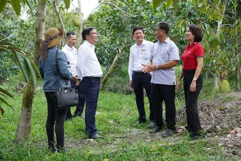 Năng động trồng mít Thái, phát triển kinh tế nông hộ từ nguồn vốn của Agribank