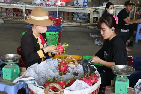 Thanh long Tiền Giang thuyết phục thị trường khó tính