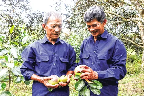 Phát triển thương hiệu - “chìa khóa” nâng tầm giá trị nông sản