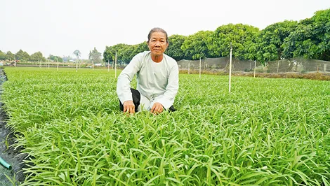 Tấm lòng của “tỉ phú rau muống” Tám Bi