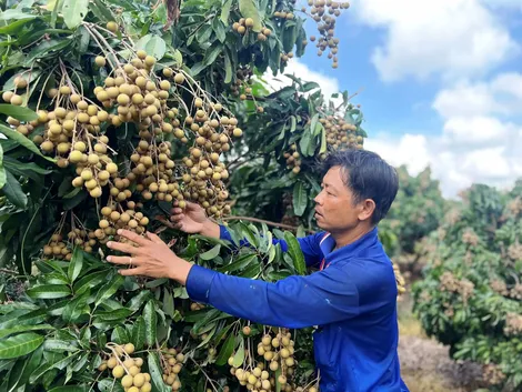 Tăng  nguồn lực hỗ trợ hợp tác xã tham gia OCOP