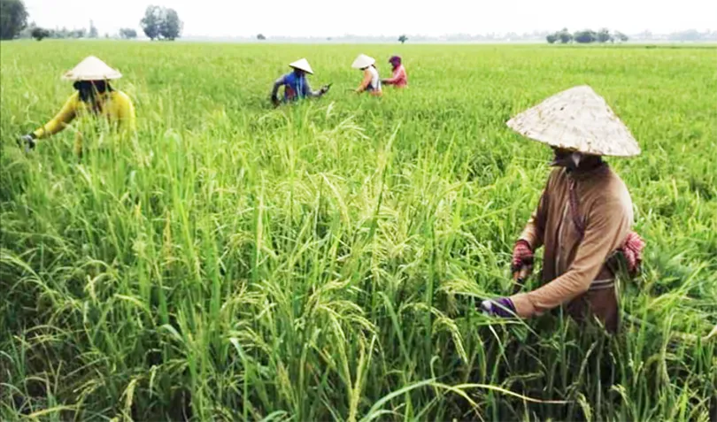 “Lúa ma” có lợi, “lúa cỏ” có hại