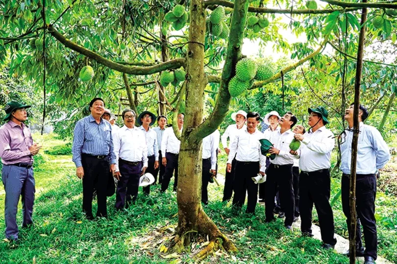 Quan tâm phối hợp, hỗ trợ các hợp tác xã trong phát triển vùng trồng, xây dựng thương hiệu, quảng bá sản phẩm