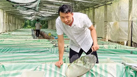 Nuôi cá, tép kiểng - mô hình "làm chơi ăn thiệt"