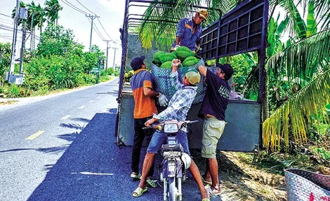 Sầu riêng cho trái sớm bán giá cao, giá chanh tiếp tục tăng, mãng cầu xiêm tăng giá