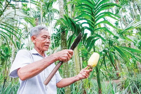 Thu tiền tỉ từ mô hình kết hợp cau- dừa - khóm