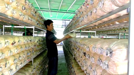 Vĩnh Thạnh phát triển sản xuất thúc đẩy xây dựng nông thôn mới