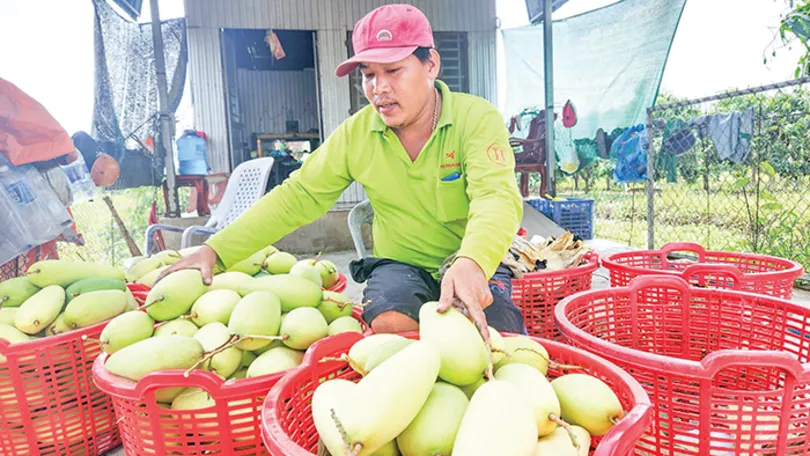 Nâng chất, gia tăng lợi thế cạnh tranh cho chuỗi giá trị nông sản vùng ĐBSCL