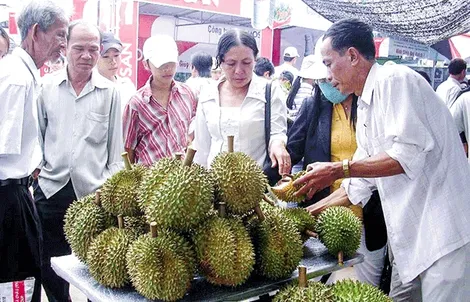 Nông dân trồng sầu riêng đang "hốt bạc"