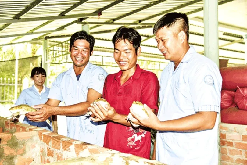 Khô ếch “Made in” Út Lúa