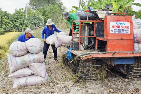 Giá dừa tăng, giá lúa và sầu riêng giảm