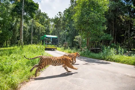 Vinpearl Safari - “Thiên đường du lịch xanh” của Phú Quốc