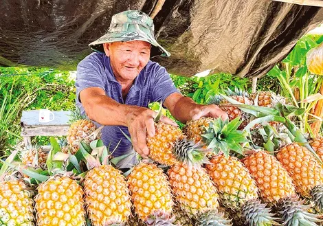 Chờ mùa khóm mới
