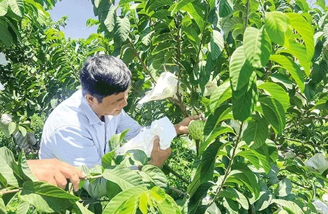 Nhà nông tiên phong chuyển đổi canh tác theo xu thế mới