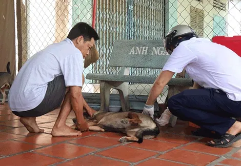 Cần Thơ tổ chức phát động tiêm phòng bệnh dại cho chó, mèo