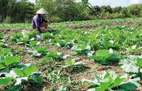 Diện tích gieo trồng rau màu giảm mạnh so cùng kỳ