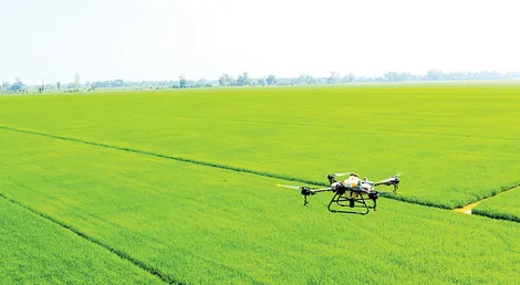 Lúa hè thu xuống giống đạt 100% kế hoạch