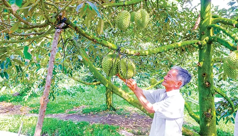 Phong Điền chủ động các giải pháp thu hoạch và tiêu thụ sầu riêng