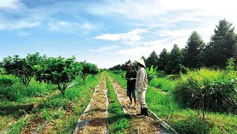 Tăng thu nhập, giảm nghèo tại các xã xây dựng nông thôn mới