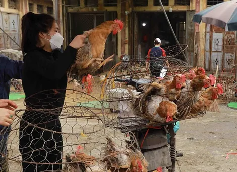 Tăng cường công tác phòng, chống cúm gia cầm lây sang người