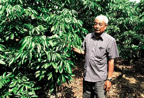 Lão nông Trần Văn Coi năng động làm giàu