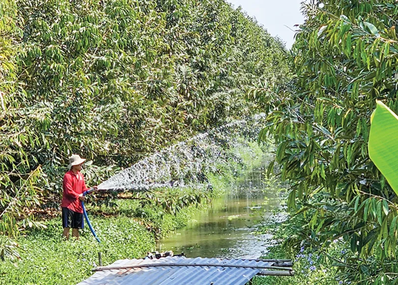 Chủ động chăm sóc vườn cây ăn trái trong mùa nắng nóng