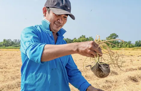 Người dân Cà Mau bắt chuột, bảo vệ mùa màng