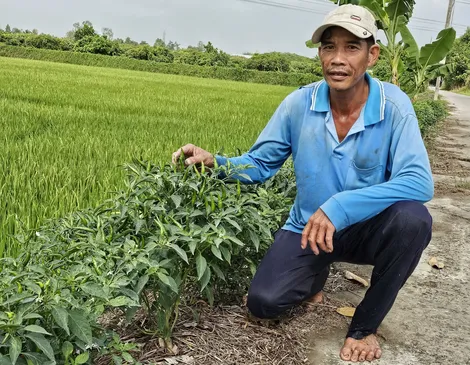 Dạo quanh thị trường