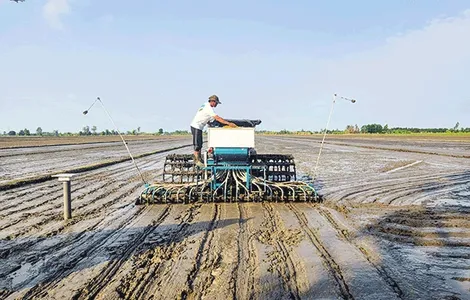 Hiện thực hóa Cánh đồng 1 triệu héc-ta lúa chất lượng cao, phát thải thấp