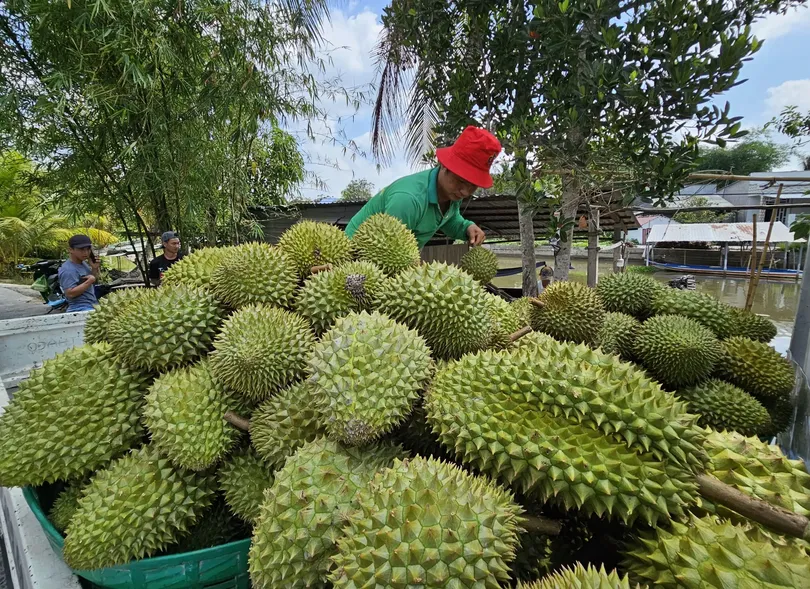 Nông dân mong giá sầu riêng duy trì ở mức cao