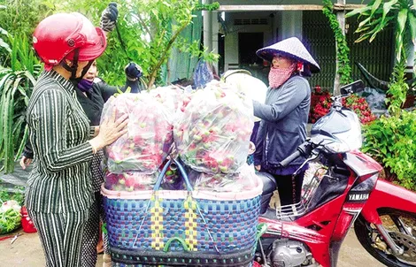 Thanh long ruột đỏ, dê hơi tăng giá, giá heo hơi ở mức cao so cùng kỳ