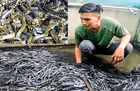 Nhân giống rắn ri voi cho hiệu quả cao