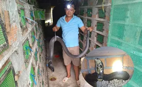 Làm trang trại nuôi rắn, anh nông dân trở thành tỉ phú