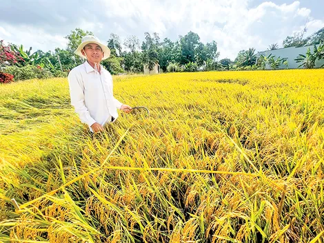 Canh tác an toàn, thích ứng biến đổi khí hậu để đảm bảo lợi nhuận cho nhà nông