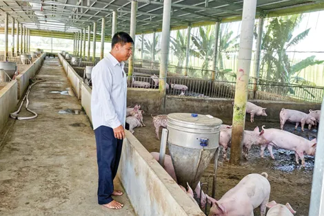 Heo hơi tăng giá nhưng người dân vẫn ngại tái đàn, vì sao?