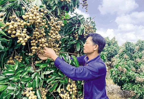Hỗ trợ nông dân chuyển đổi canh tác cây ăn trái có giá trị kinh tế cao
