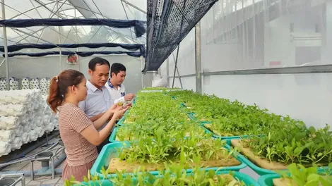 Cái Răng - Liên kết phát triển nông nghiệp theo chuỗi giá trị