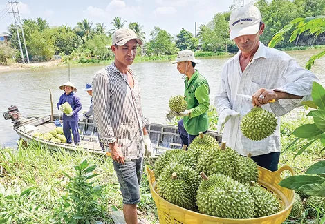 Giá mít giảm mạnh, sầu riêng giảm giá, củ gừng bán được giá cao