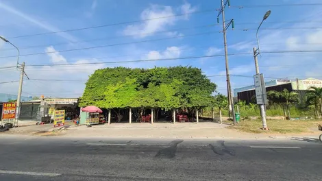 Độc đáo quán cà phê được làm từ hàng chục cây si