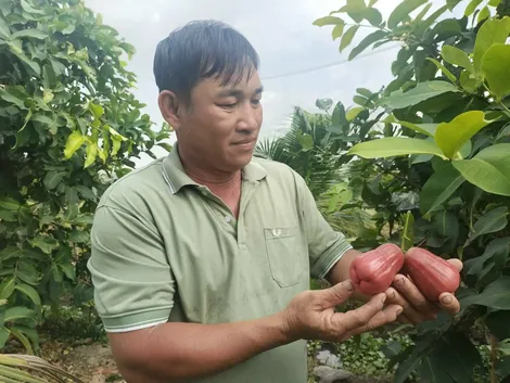Hứa hẹn đem lại thu nhập cao với mận hồng
