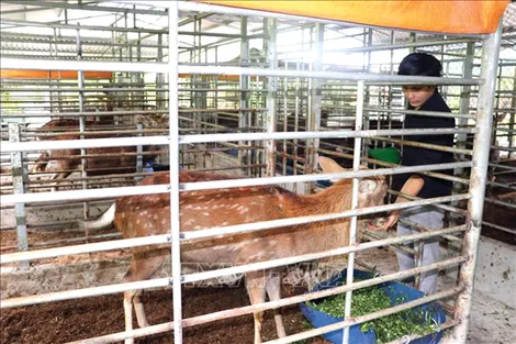 Lập nghiệp với mô hình nuôi hươu sao