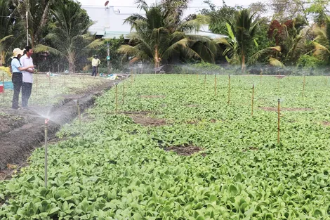 Xâm nhập mặn ở các sông Vàm Cỏ, Cái Lớn và Cái Bé duy trì ở mức cao