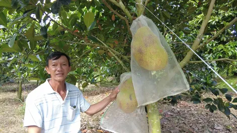 Quyết tâm làm giàu trên mảnh đất quê hương