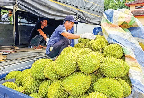 Dạo quanh thị trường