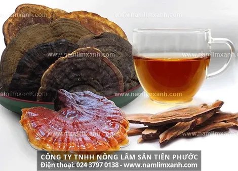 Tác dụng nấm lim xanh trị bệnh gan và ung thư gan sử dụng hàng ngày có tốt?