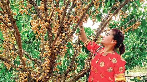 Du lịch Cần Thơmùa trái cây