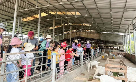 Mô hình nuôi dê lấy sữa kết hợp làm du lịch, hiệu quả kinh tế cao