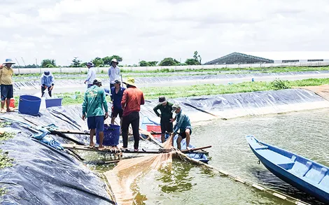 Dạo quanh thị trường