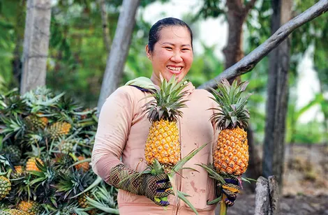 Khóm Cầu ĐúcVị ngọt trên vùng đất phèn, mặn